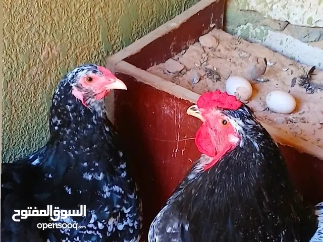 السلام عليكم