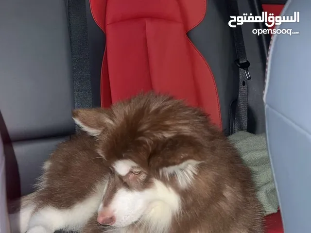 جرو هاسكي مالموت جاينت للبيع مستعجل