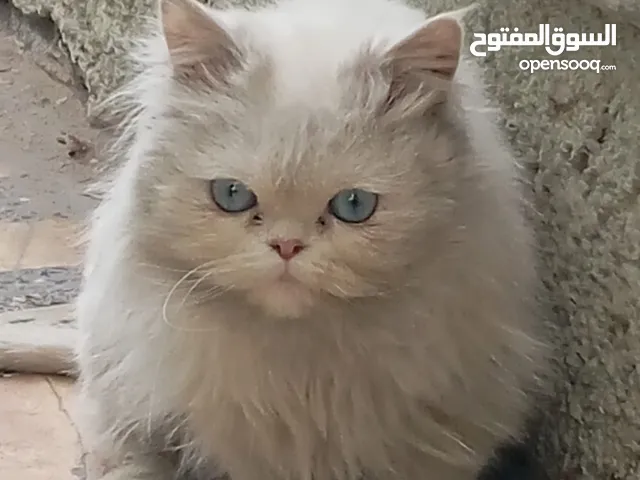 قطه نوع هملايا للبيع اليفه وهادئه وتحب اللعب ماعده اي شراسه تتناغم وي الشخص بسرعه تحتاج عنايه قليله