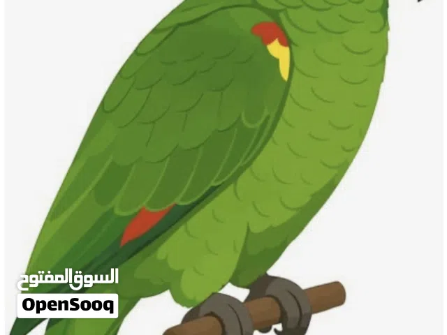 Meet Jojo! He’s a beautiful, healthy parrot with vibrant colors and a unique personality.