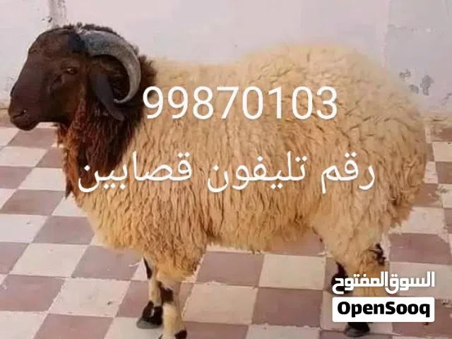 ذبح الاضاحي