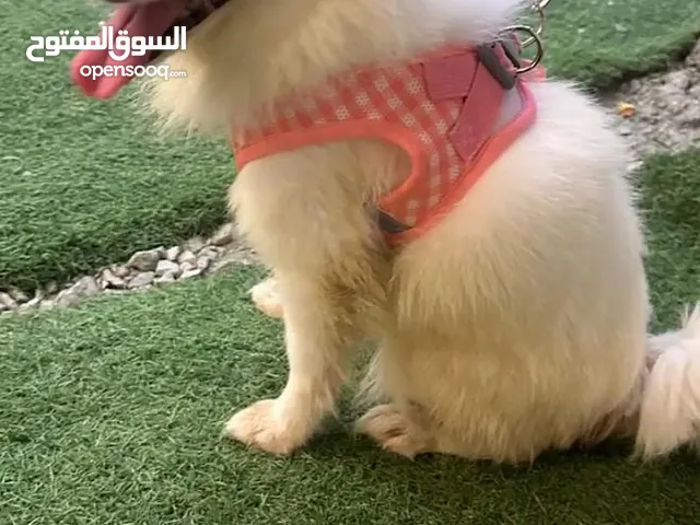 Lala - lovely Female