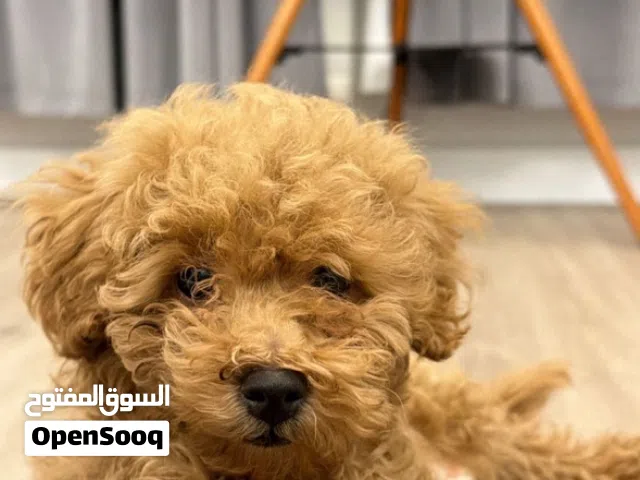توي بودل لعوبه وحبوبه Toy poodle