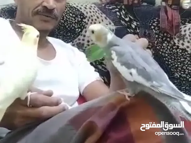 زوج كوكتيل اليف لصقه