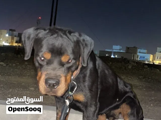 كلب روت ولاير العمر سنتين