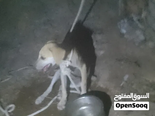 البيع كلب سلق مطلوب 20ريال