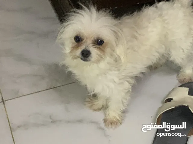 كلب مالتيز عمره 5 شهور
