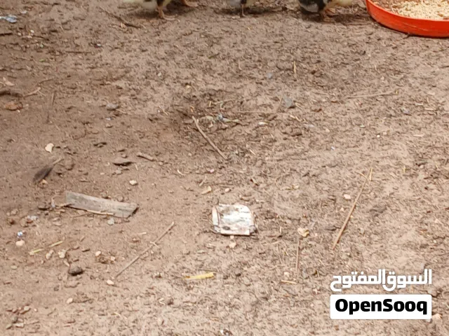 بط عربي البيع