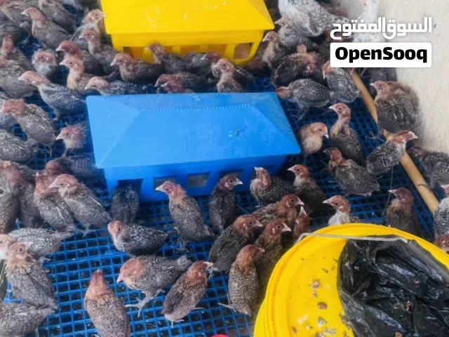 متاح افراخ برانكلز