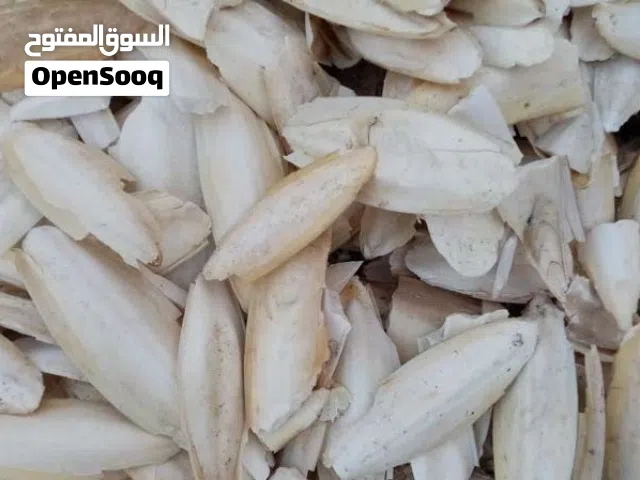 عظم الحبار للبيع