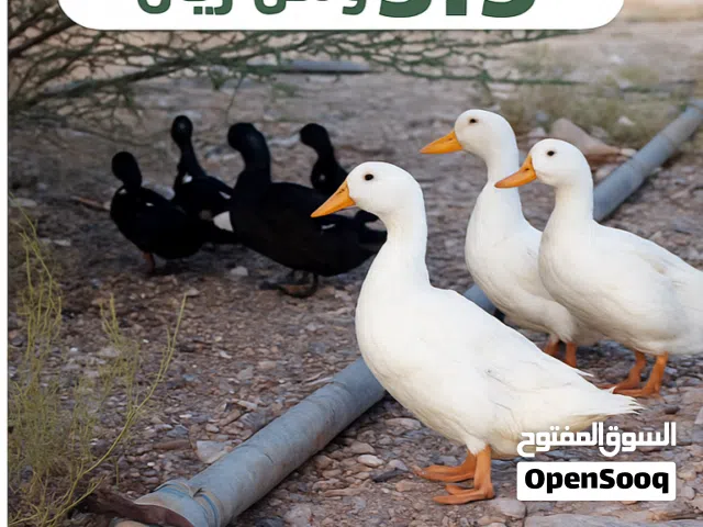 بط عماني سلاله ممتازه