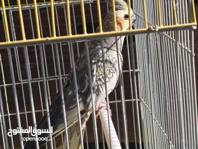 ببغاء كوكتيل للبيع