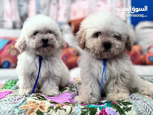 Maltipoo Male Puppies  in UAE