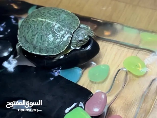 سلحفاة مائية للبيع