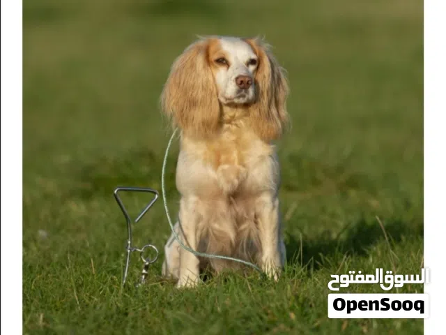 وتد ربط الكلاب. حلزوني.