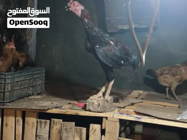 ديج مخلف أقره الوصف