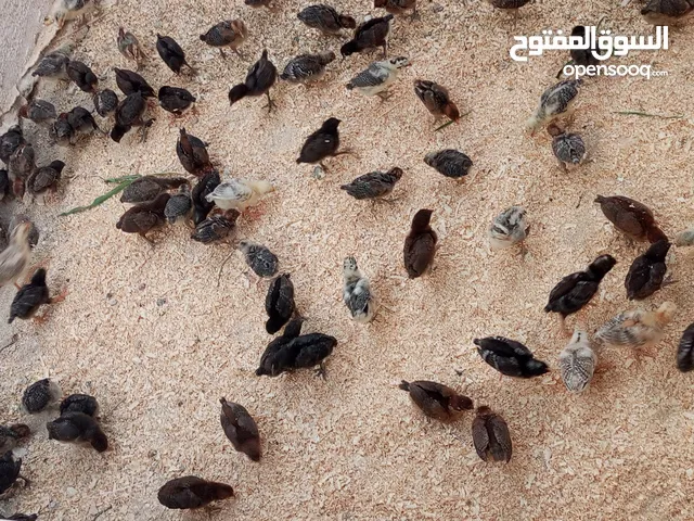 صيصان بلدي ومطروحي لوهمان فيومي عمر شهر