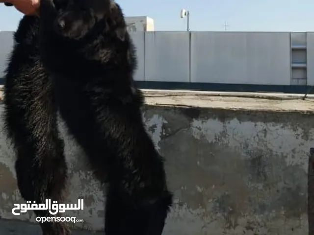 كلبي جولدن للبيع ذكر وانثي والأنثي حامل لونهم اسود مميز