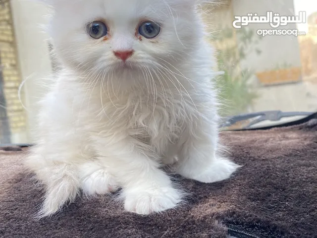 للتبني قط ذكر هملايا و بيرشن