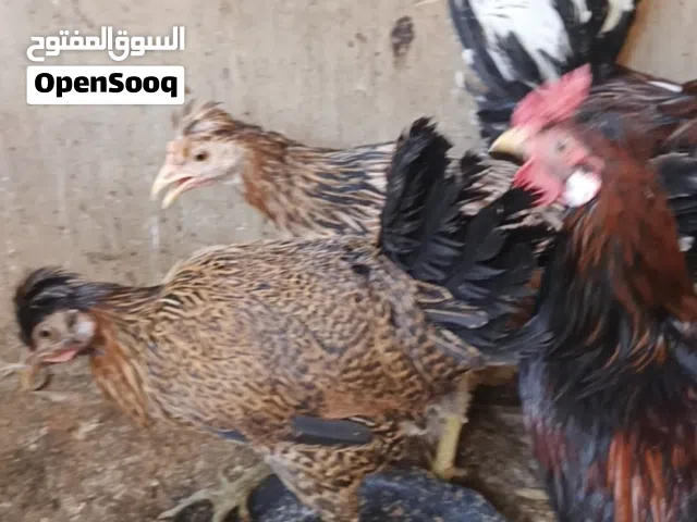 بيع دجاج كوتي افرق خط