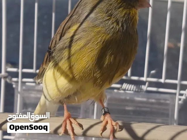 الكناري الله يبارك صحه ونضافه وهياجه الله يبارك.