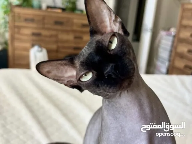 قطه سفنكس انثه