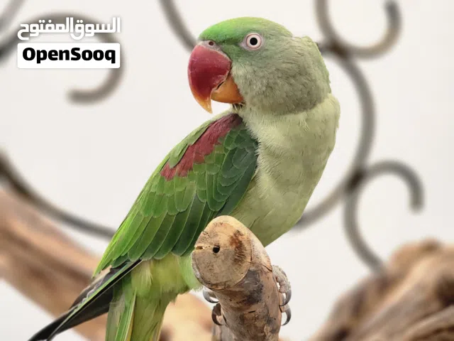 للبيع: ببغاء نيبالي (أنثى) مميزة وأليفة العمر سنة و8 أشهر