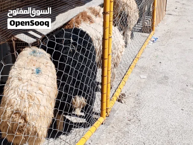 خرفان أضاحي للبيع  كله بلدي باذن الله قطعه ممتازه بسعر مناسب