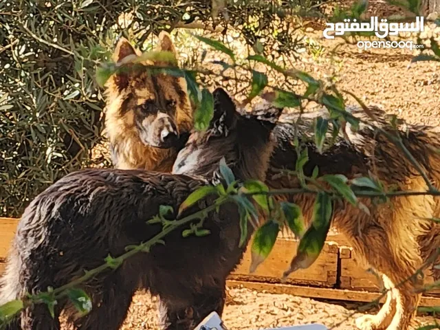 German shepherd showline pure جيرمن شبرد شو لاين