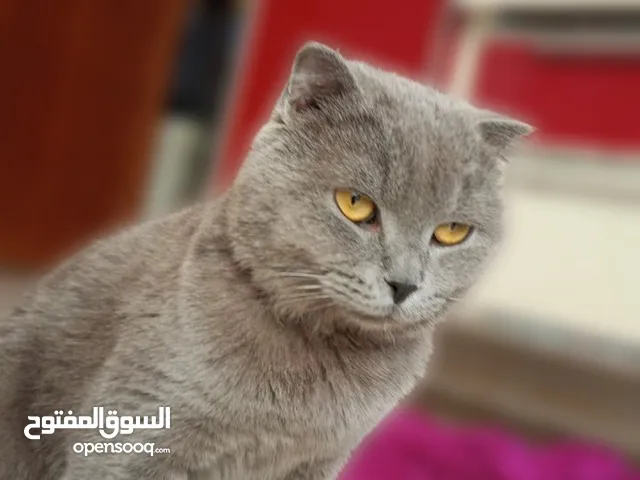 قط بريطاني ذكر بعده صغير للبيع بسعر 100الف دينار عراقي حاب تستفسر اكثر تواصل على الرقم