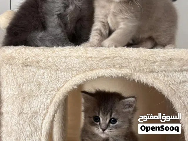 Kittens for sale