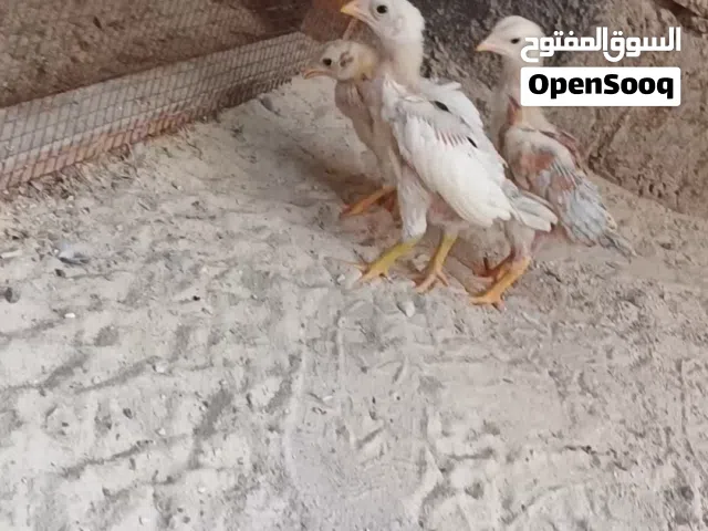 صيصان باكستاني عدد3
