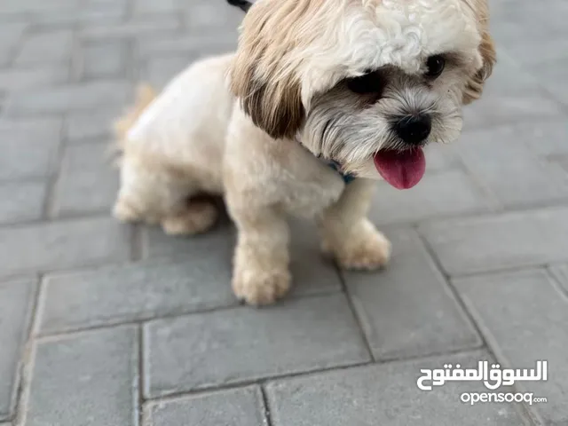 لونا (شيتزو) اليفه