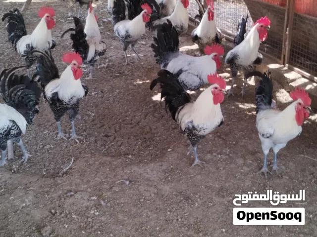دجاج الفيوم