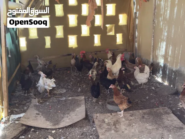 للبيع دجاج عمانيات