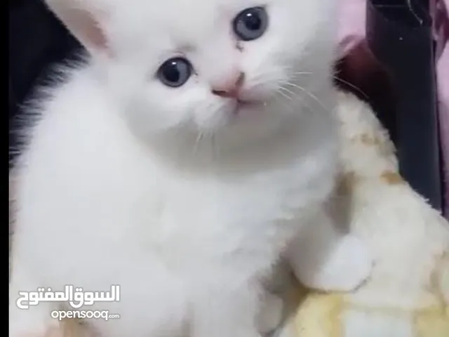 اربع قطط للبيع
