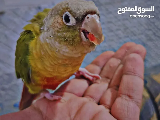 كنيور للبيع