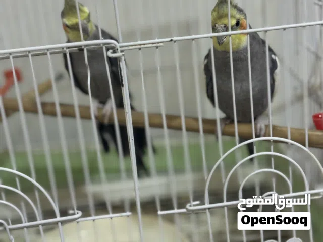 طيور كوكتيل عدد ثنين