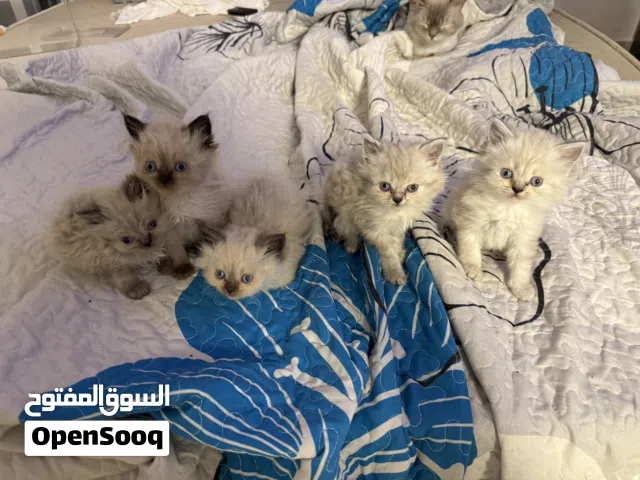 قطط هملايا بيور (إناث) للبيع
