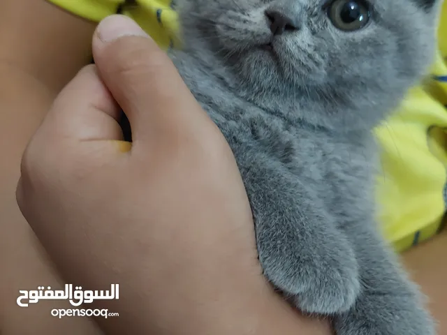 قطط سكوتش فولد وبريتش بيور