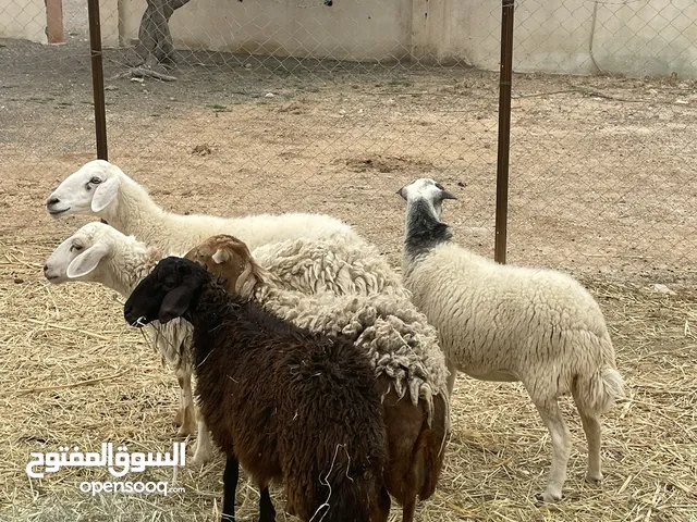 للبيع جعد فل سمنة ما شاء الله