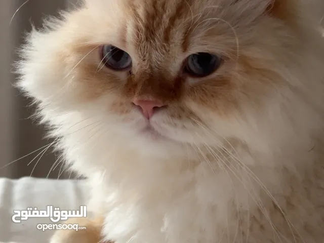 قط راغدول كريمي