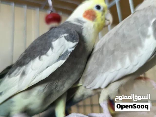 جوز كوكتيل ببغاء للبيع
