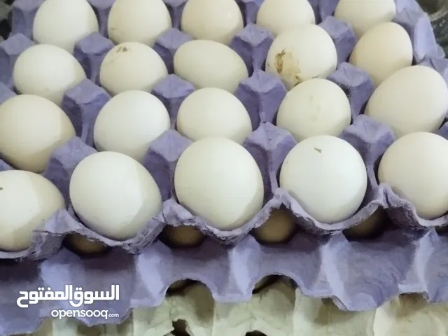بيض دجاج عماني محلي