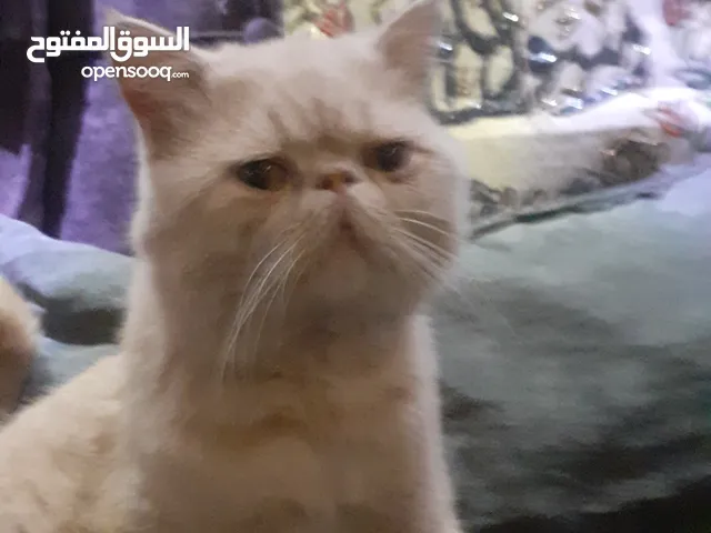 قطط للبيع في الاردن