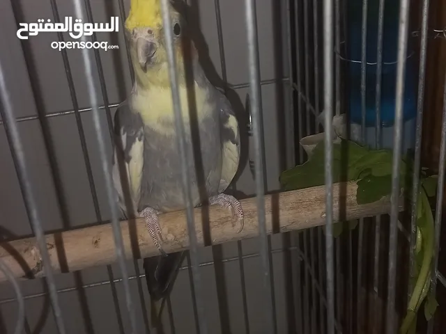ذكر كوكتيل بالغ 20