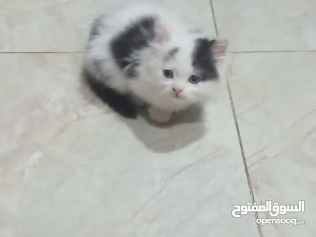 قطط شيرازي مون فيس. _للتبني مون فيس جميلين