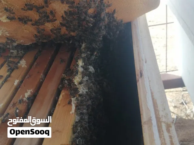 خلايا نحل عمانيه ممتازه