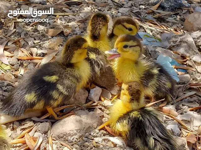 بطه مع فراخها نخب