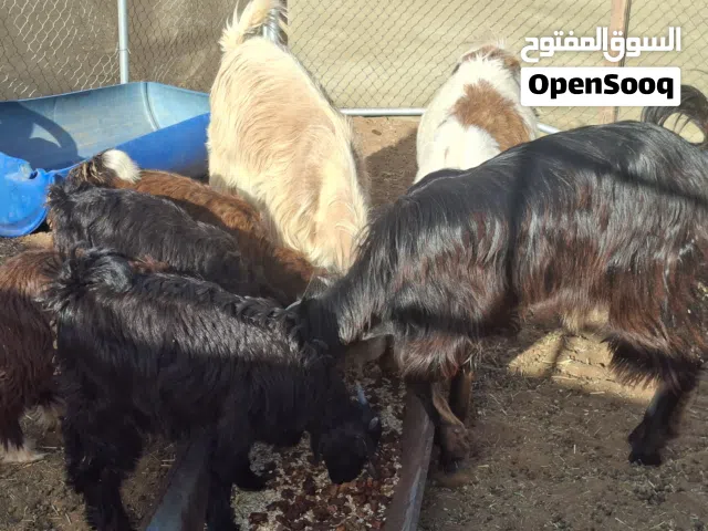 حلال للبيع شويات 2 وجدايه عيال 4شهور وجدي حولي